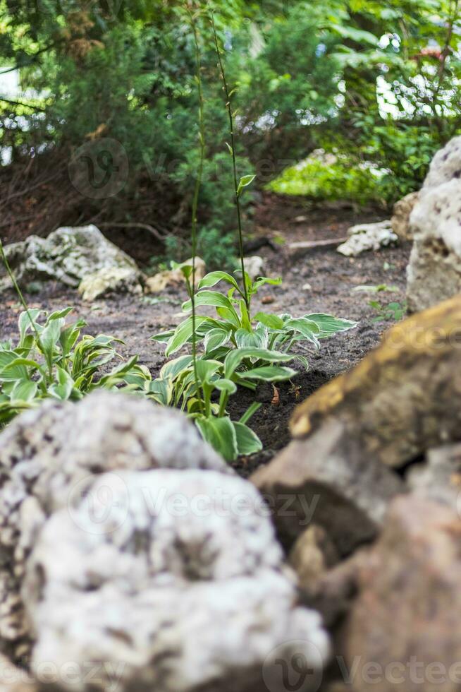 concetto tiro di il erba nel il foresta. natura foto