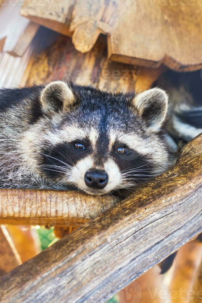 vicino su tiro di il procione nel il gabbia nel il zoo. animale foto