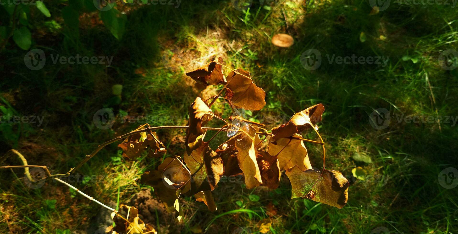 vicino su tiro di il libellula. natura foto