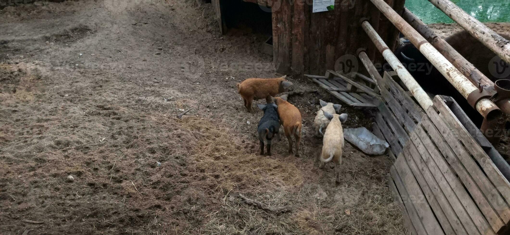 tiro di il maiali nel il porcile. villaggio foto