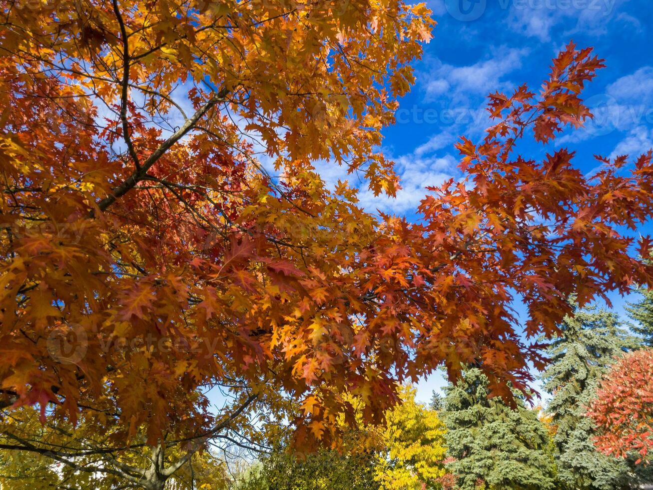 tiro di il colorato autunno alberi. stagione foto