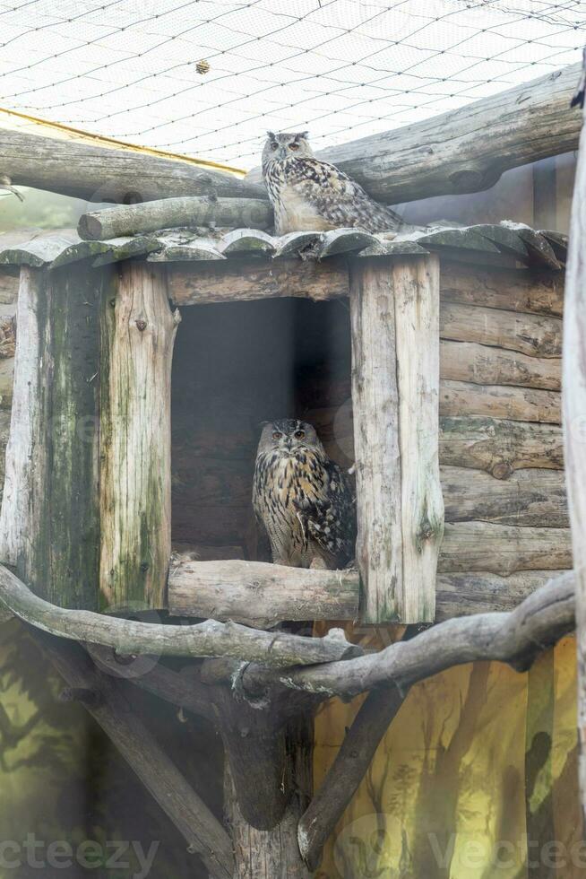 vicino su tiro di il gufo nel il gabbia nel il zoo. animali foto