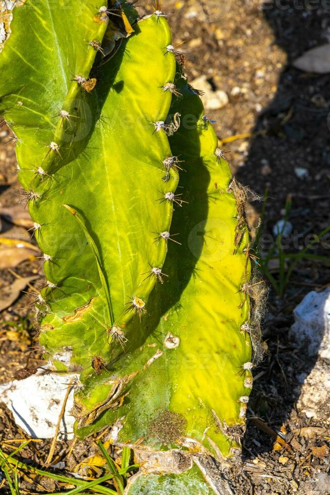 Regina di il notte cactus cactus pianta nel Messico. foto