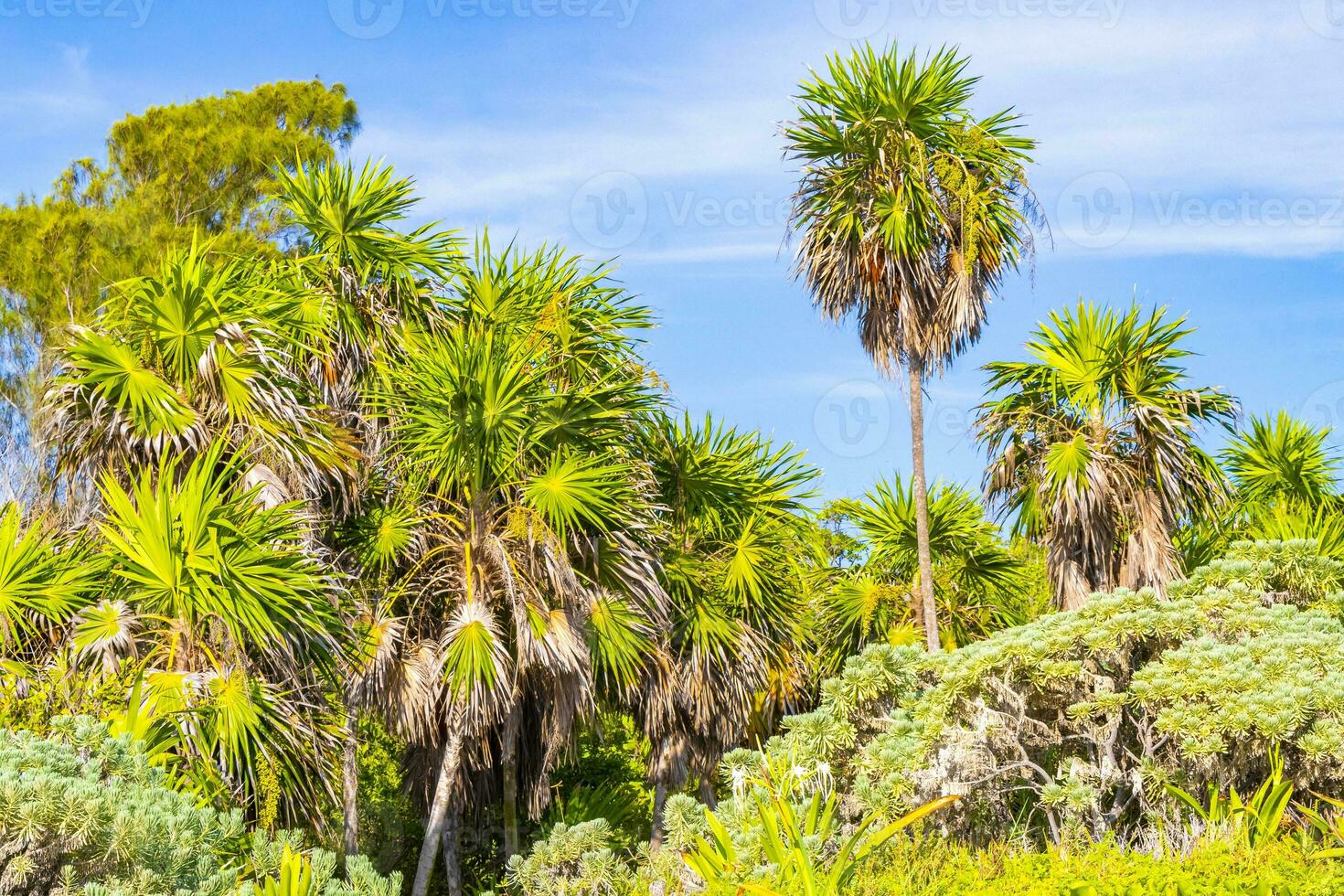 tropicale verde esotico caraibico maya chit palma palme foresta pluviale Messico. foto