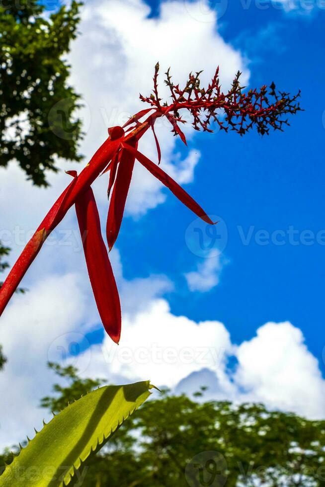 tropicale pianta con bellissimo rosso stelo fiore nel coba Messico. foto