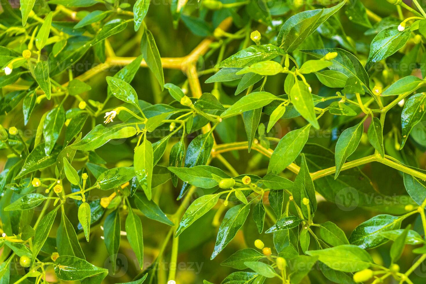 verde chili pianta cespuglio albero in crescita nel il selvaggio coba Messico. foto