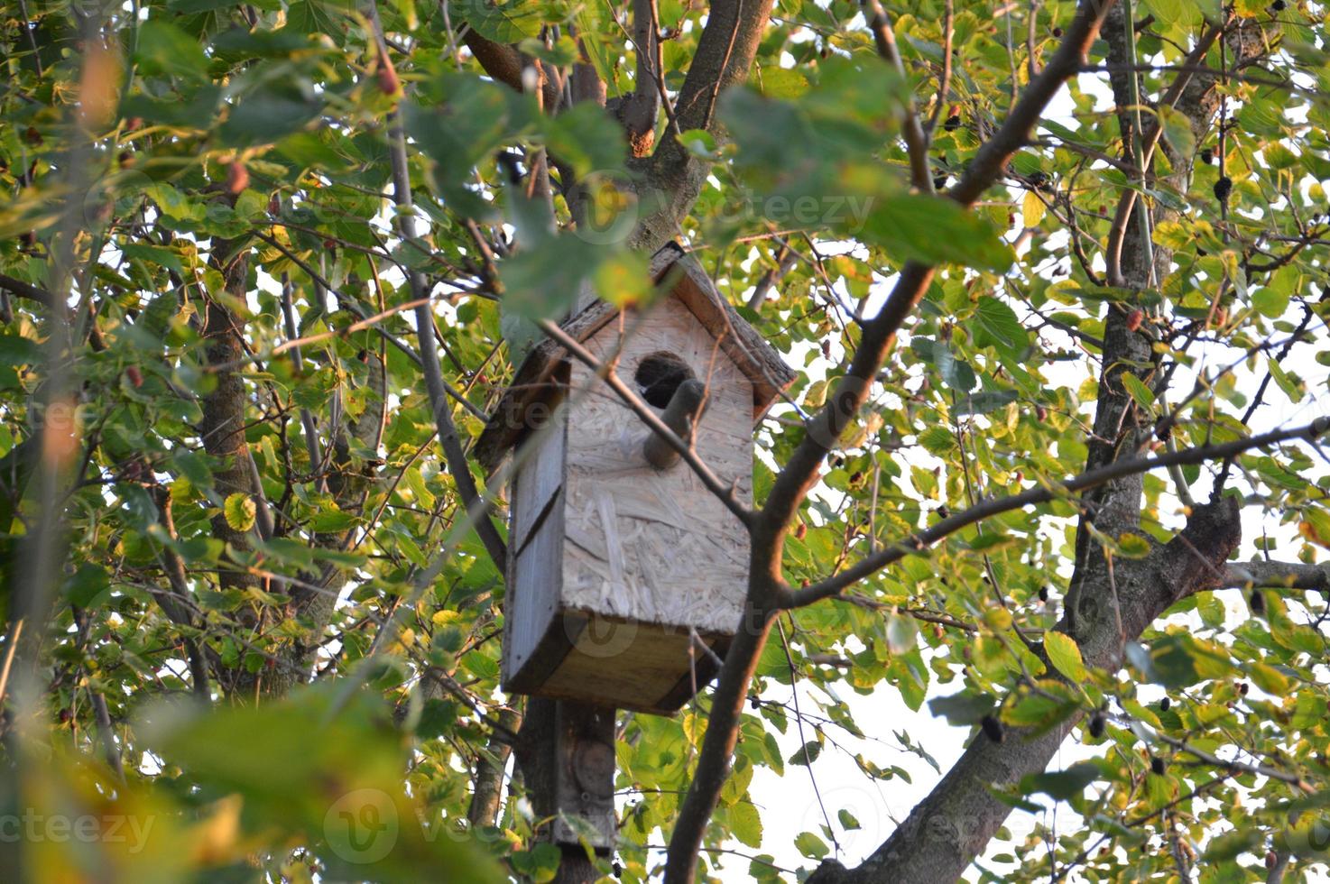 casetta per uccelli su un albero al sole foto