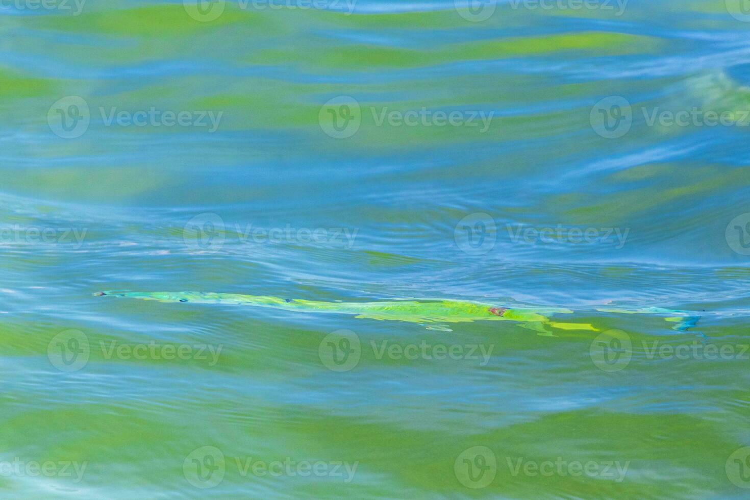 tromba pesce pesce tromba nuotate su acqua superficie caraibico Messico. foto