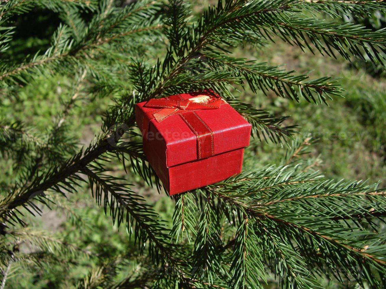 confezione regalo rossa sullo sfondo di abete rosso foto