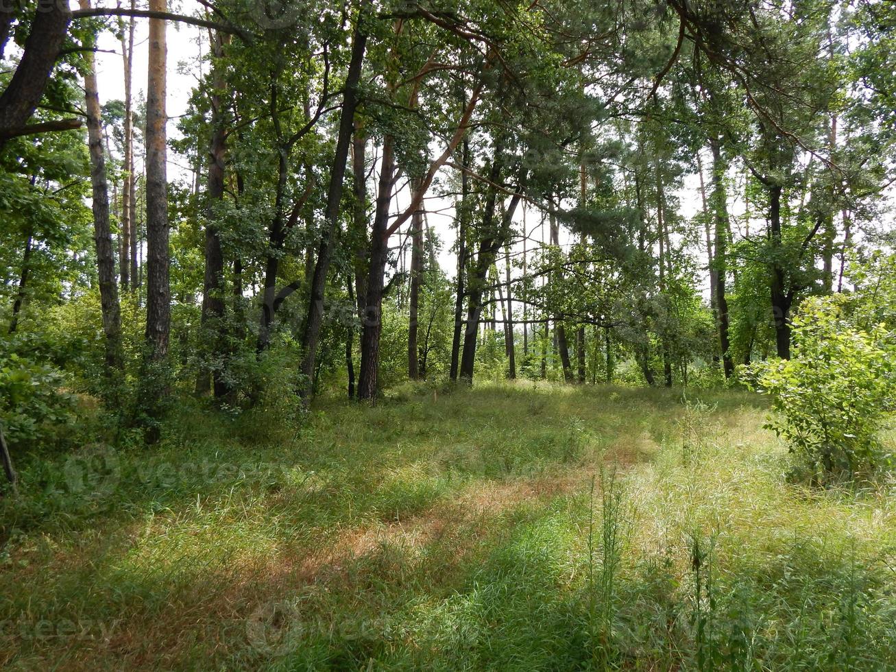 alberi di paesaggio forestale sfondi l'albero foto