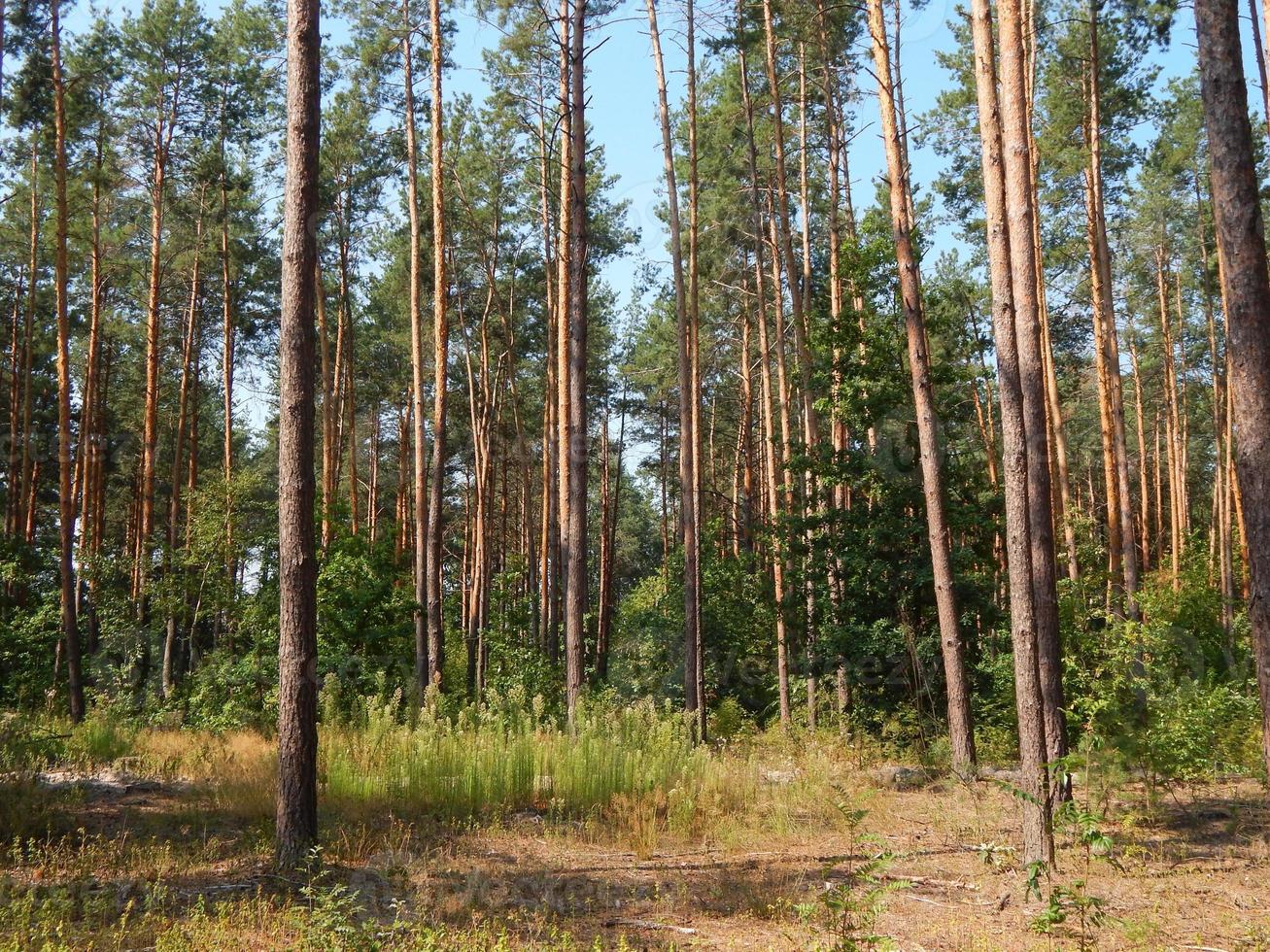 alberi di paesaggio forestale sfondi l'albero foto