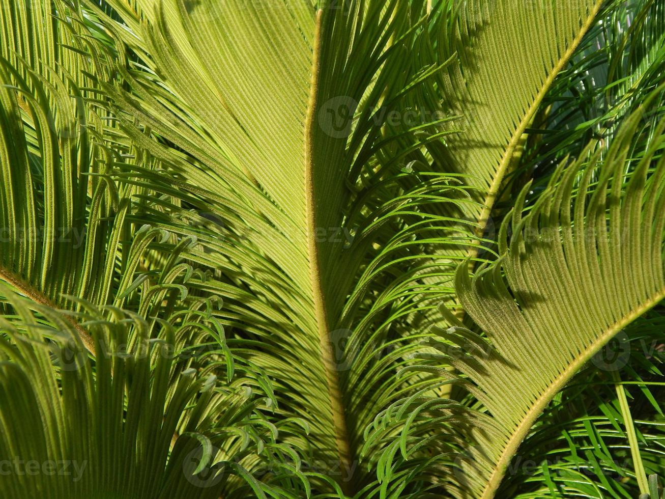 trama natura albero fiori foto