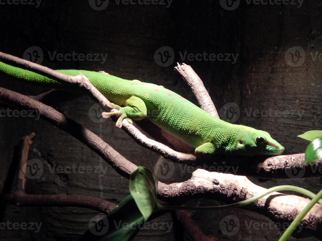 animali da zoo in gabbie e voliere foto