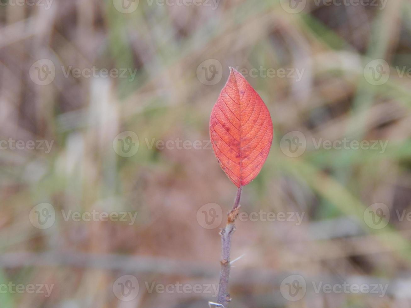 i frutti di bosco in autunno crescono nel bosco foto