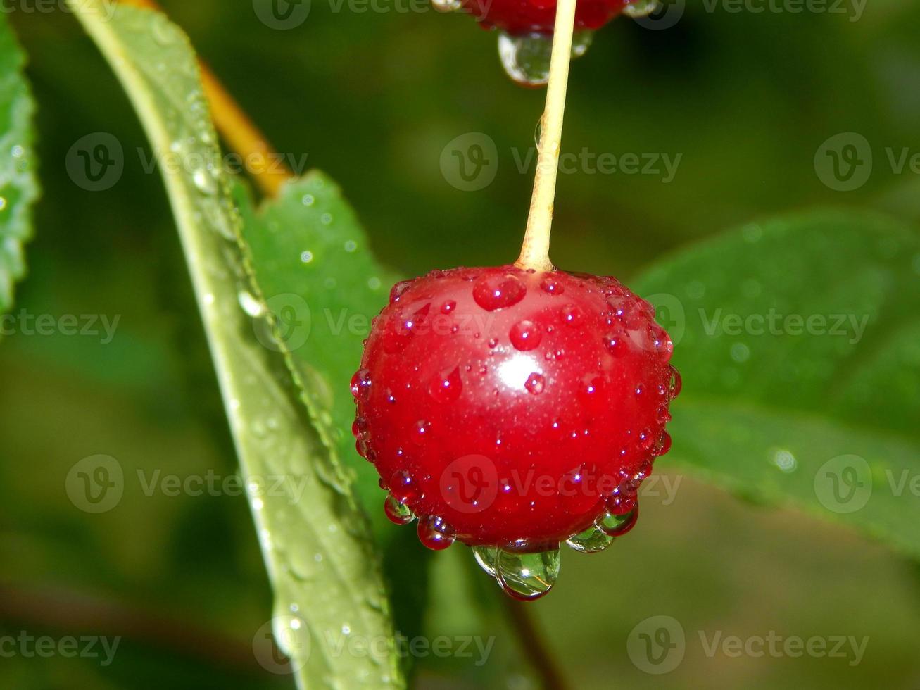 raccolta estiva di frutti e bacche nell'orto dell'orto foto