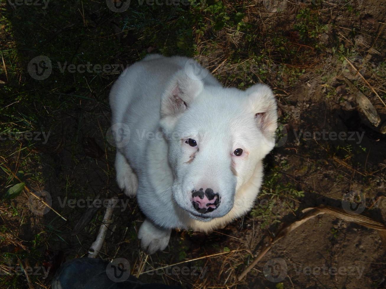 Alabai cucciolo di cane nel cortile foto