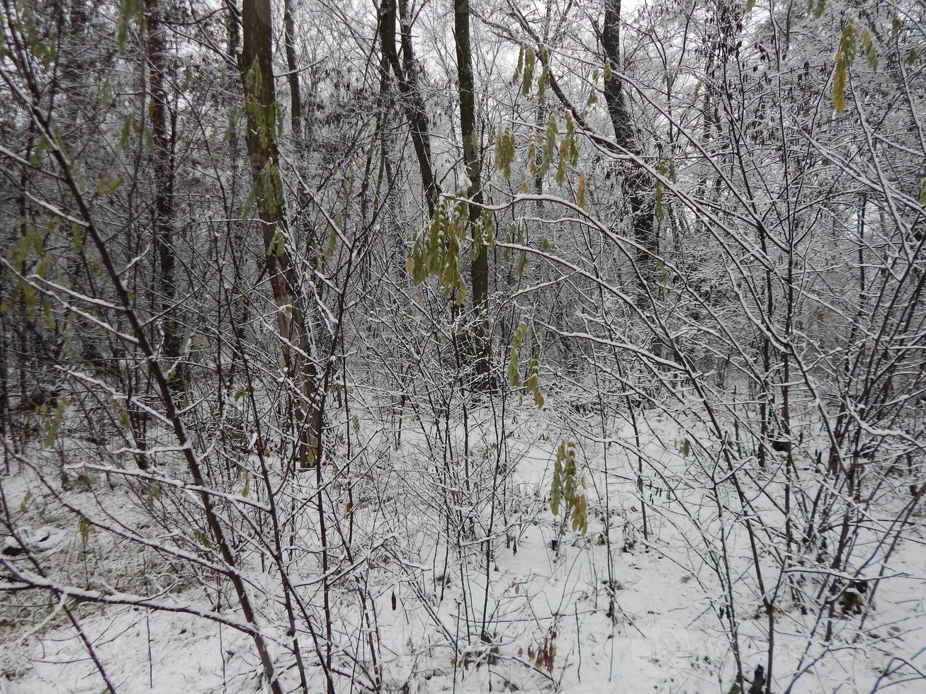 trame di neve invernale, alberi e piante nel gelo foto