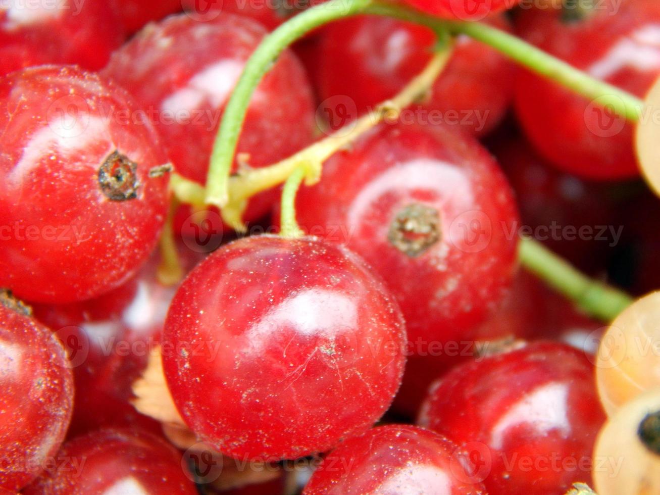 raccolta del ribes di bacche foto