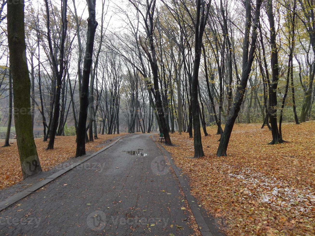 parco tardo autunno foglie e animali foto