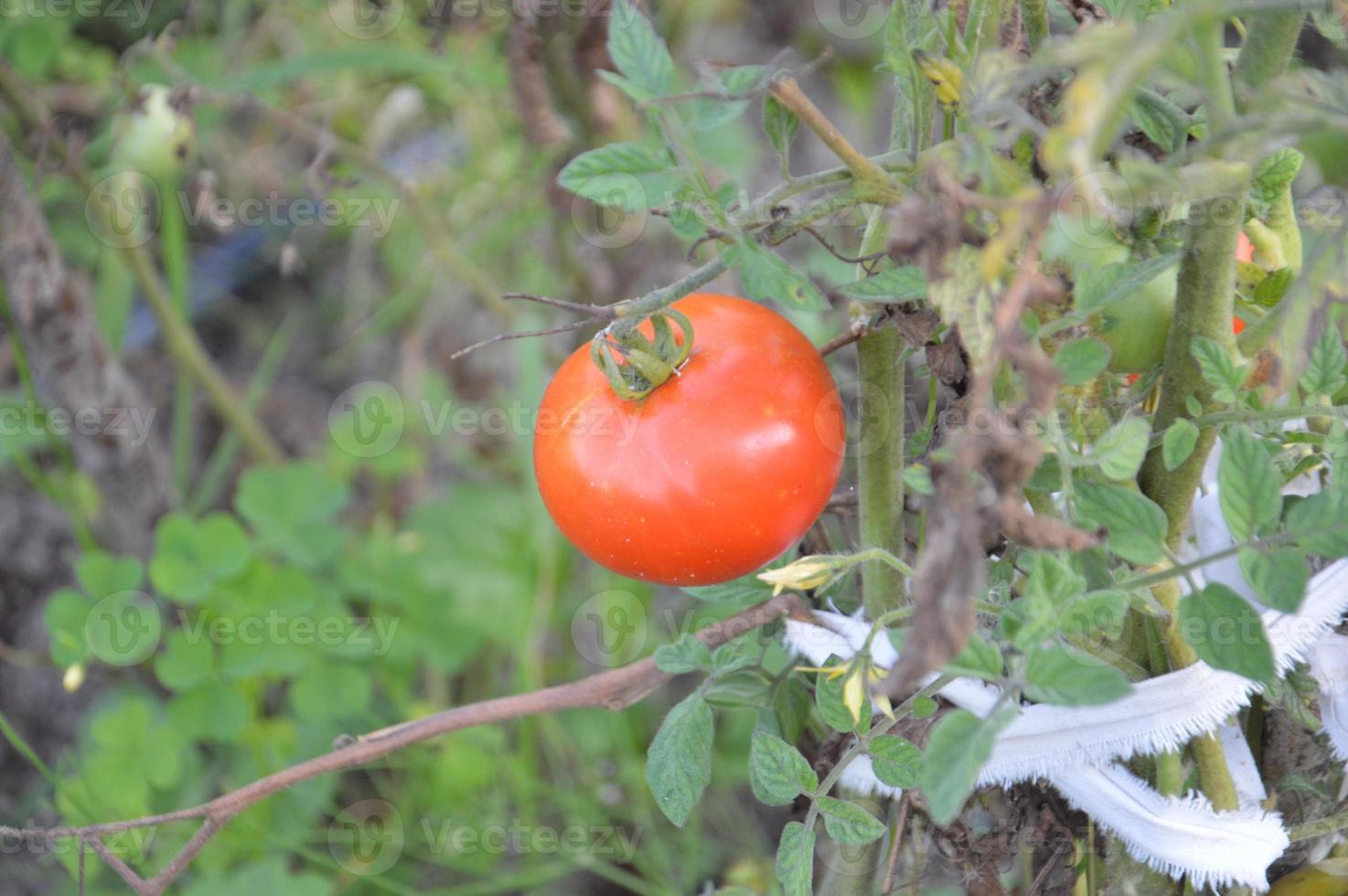 pomodori maturi maturati nell'orto foto