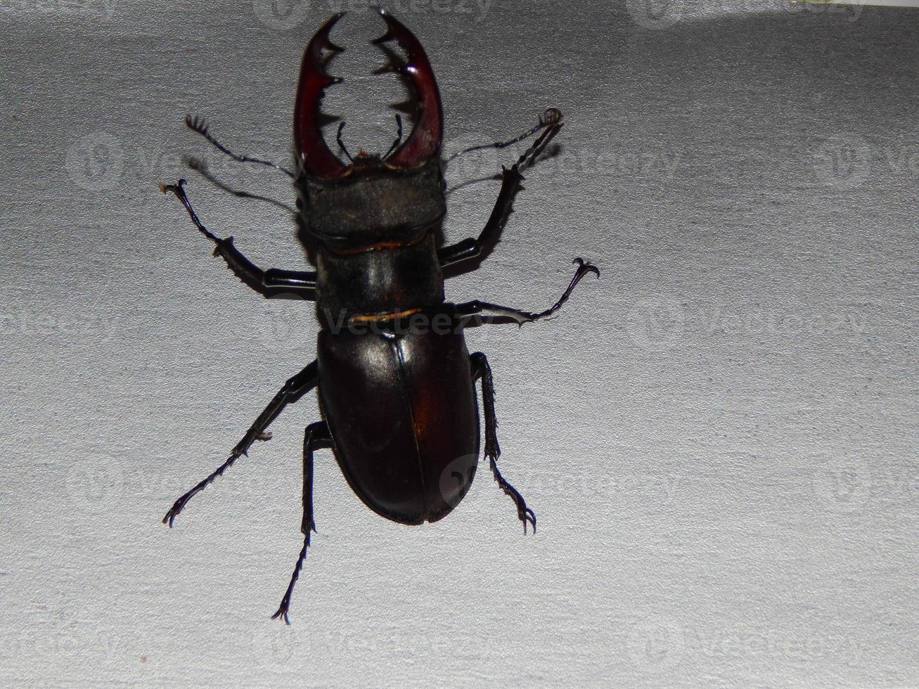 grandi coleotteri cervo volante insetti foto