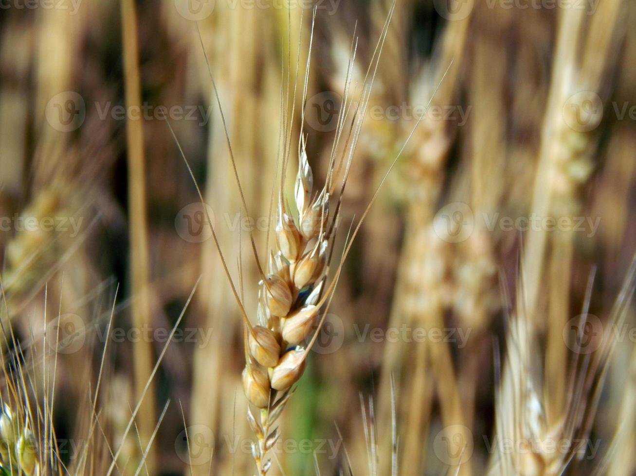 trama di campo di grano di fieno foto