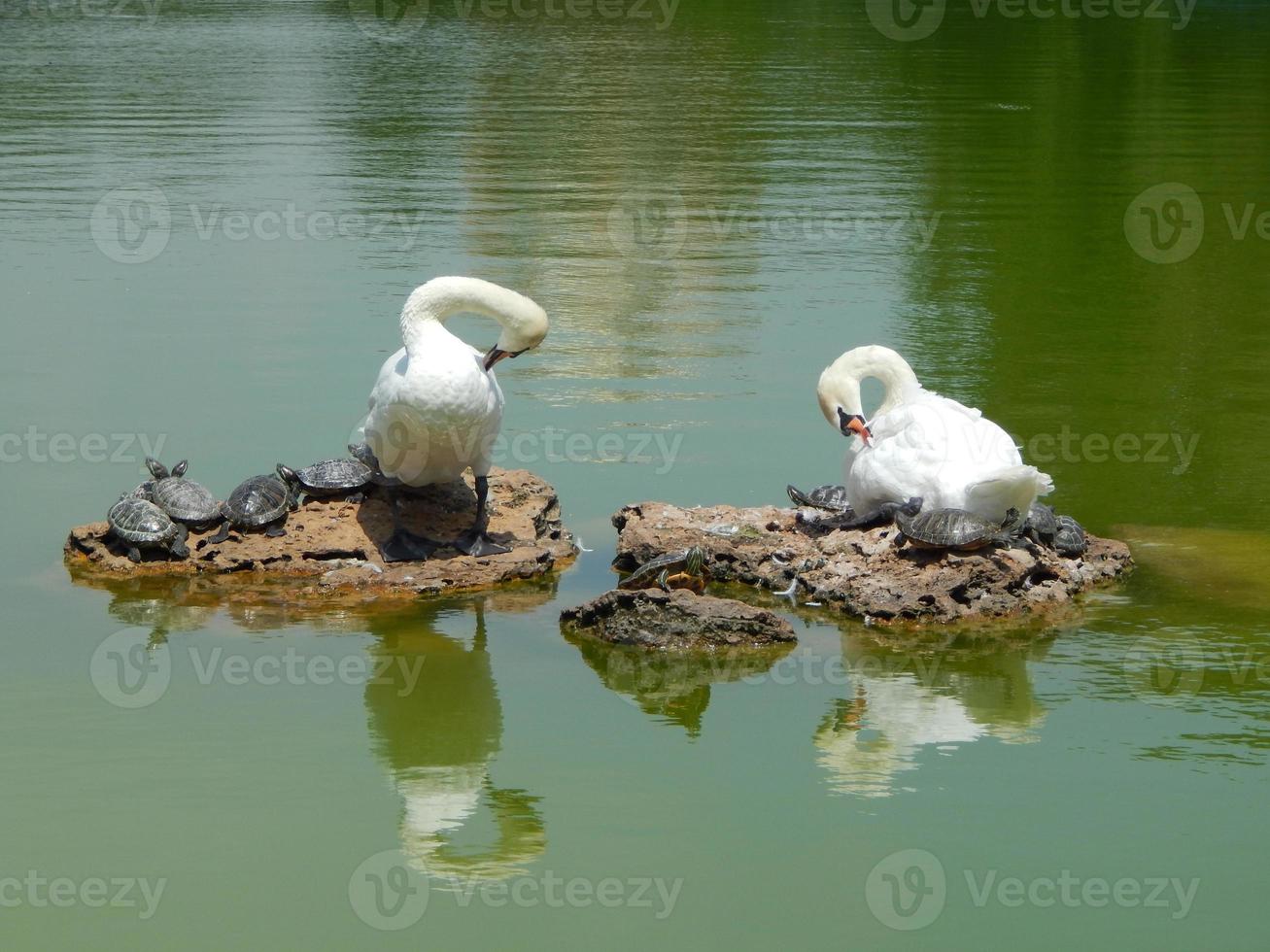 animali sullo sfondo di un recinto e della natura foto