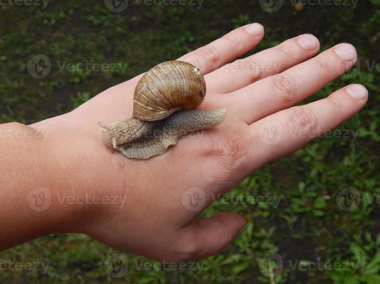 lumaca che striscia l'erba verde in giardino foto