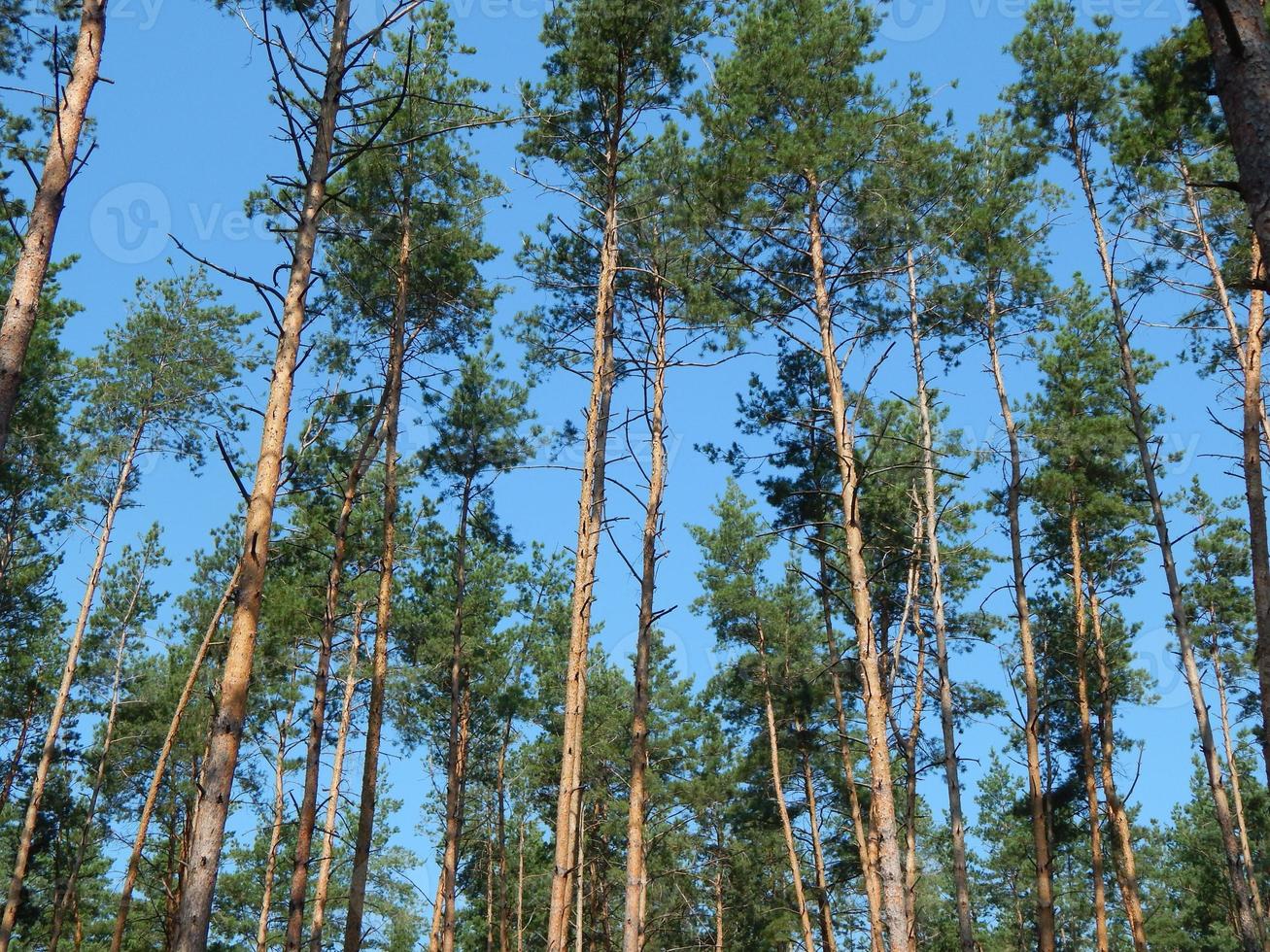 alberi di paesaggio forestale sfondi l'albero foto