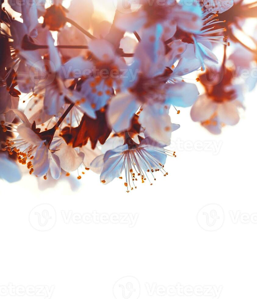 ciliegia albero fioritura confine foto