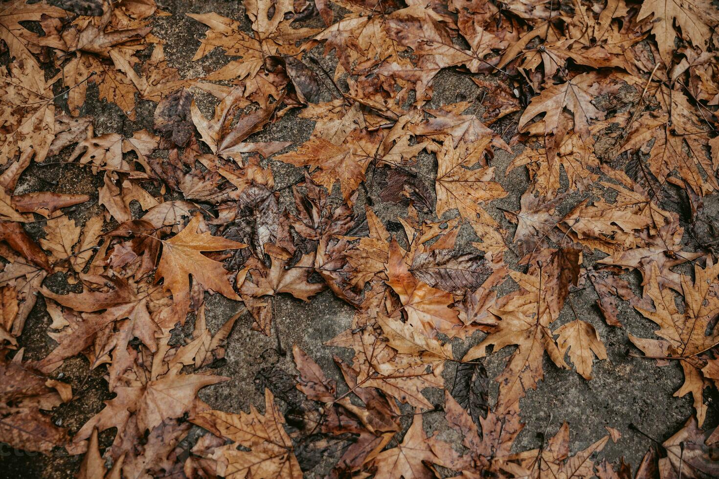 bellissimo autunno asciutto le foglie sfondo foto