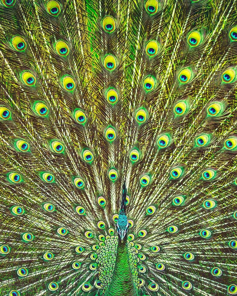 sorprendente bellezza di un' di pavone coda foto