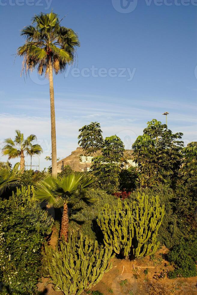 nonna canaria isola, Spagna foto