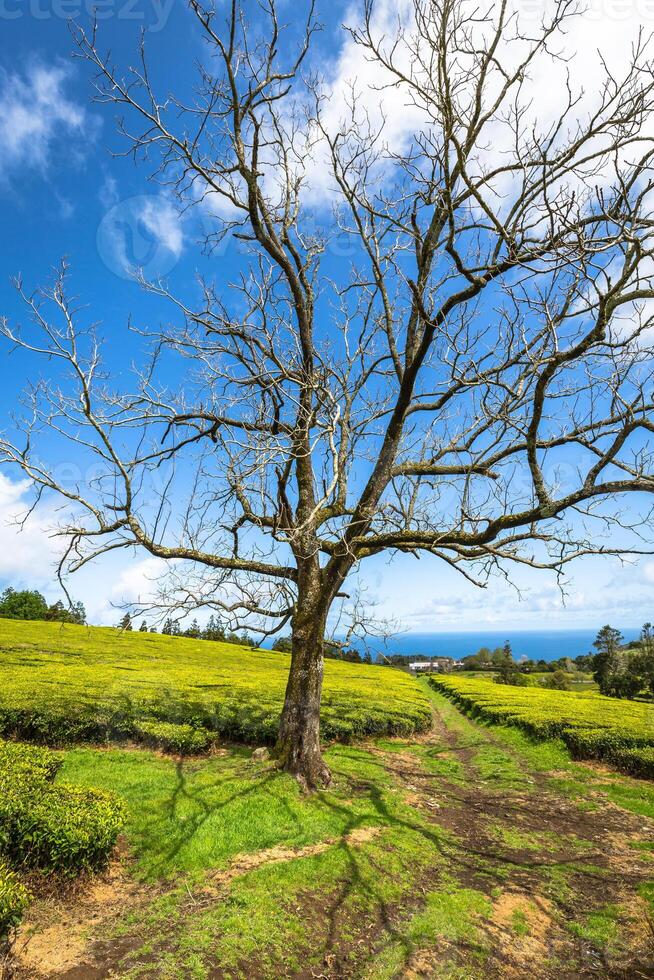 solitario albero su il montagna a bellissimo paesaggio di tè piantagione foto