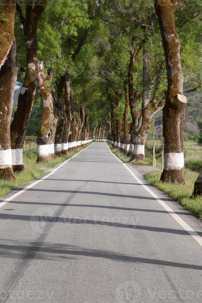 strada di verde alberi durante primavera tempo nel il Portogallo foto