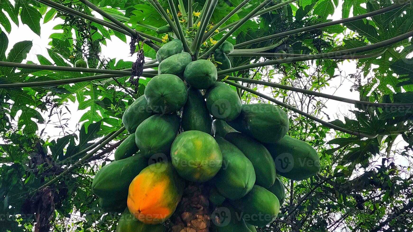 papaia albero con maturo frutta e verde le foglie su il rami foto