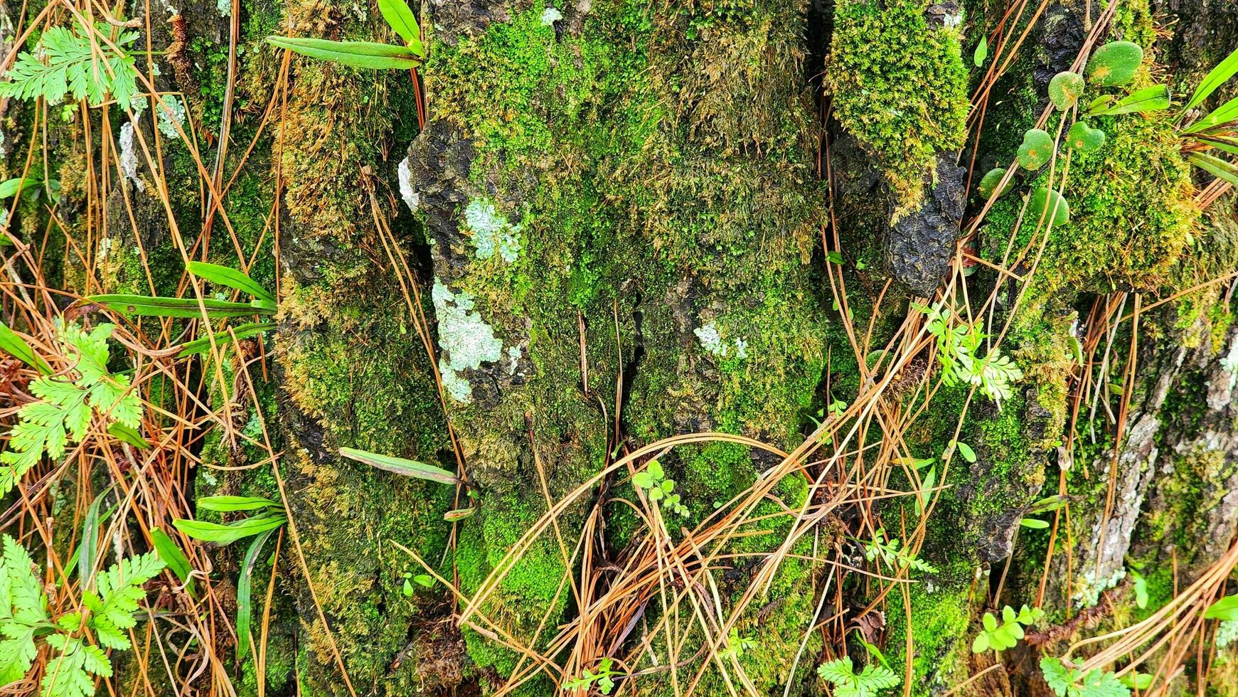 verde muschio su il abbaiare di un vecchio albero nel il foresta. foto