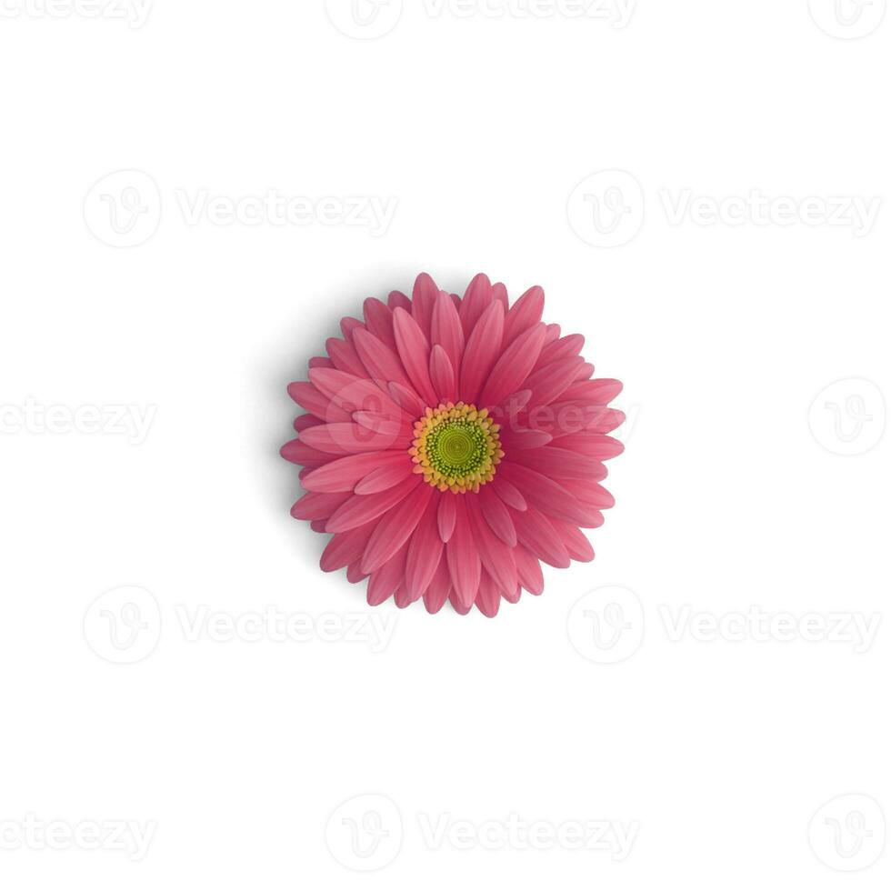 gerbera fiore rosa nature tavolozza sbalorditivo floreale foglia composizioni isolato su bianca sfondo foto