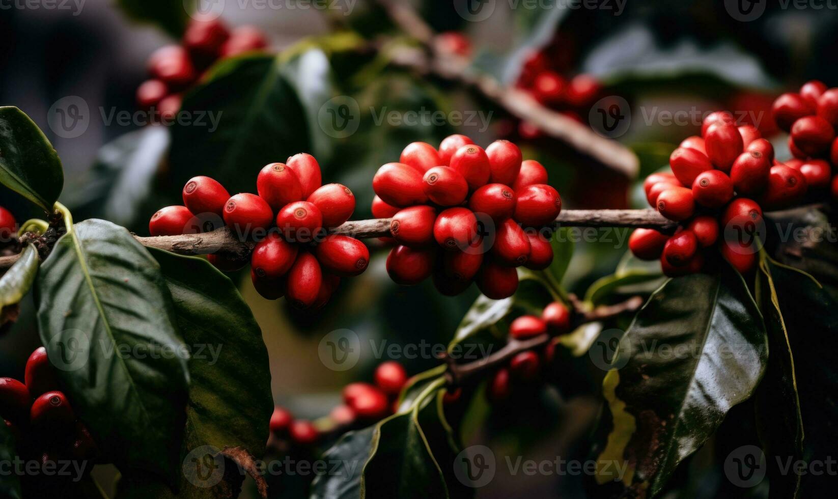 ai generato maturo rosso caffè fagioli cluster su un' ramo con lussureggiante verde le foglie foto