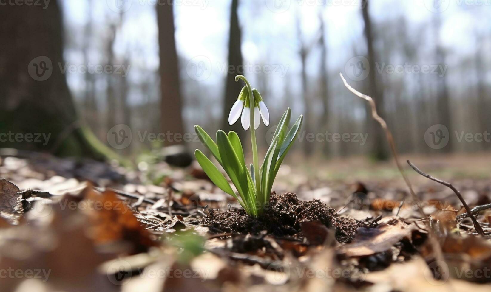 ai generato bellissimo bucaneve fiori in crescita nel foresta, avvicinamento. presto primavera. selettivo messa a fuoco, bokeh leggero foto