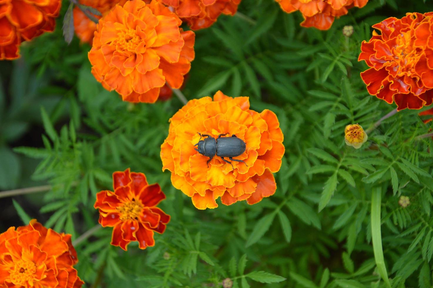 scarabeo nero sullo sfondo foto