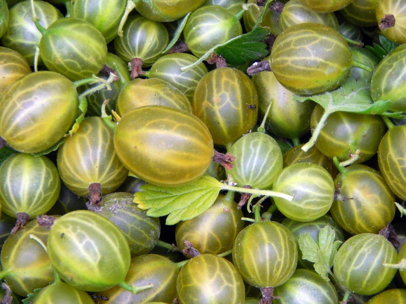 bacche di uva spina, raccolta agrus foto