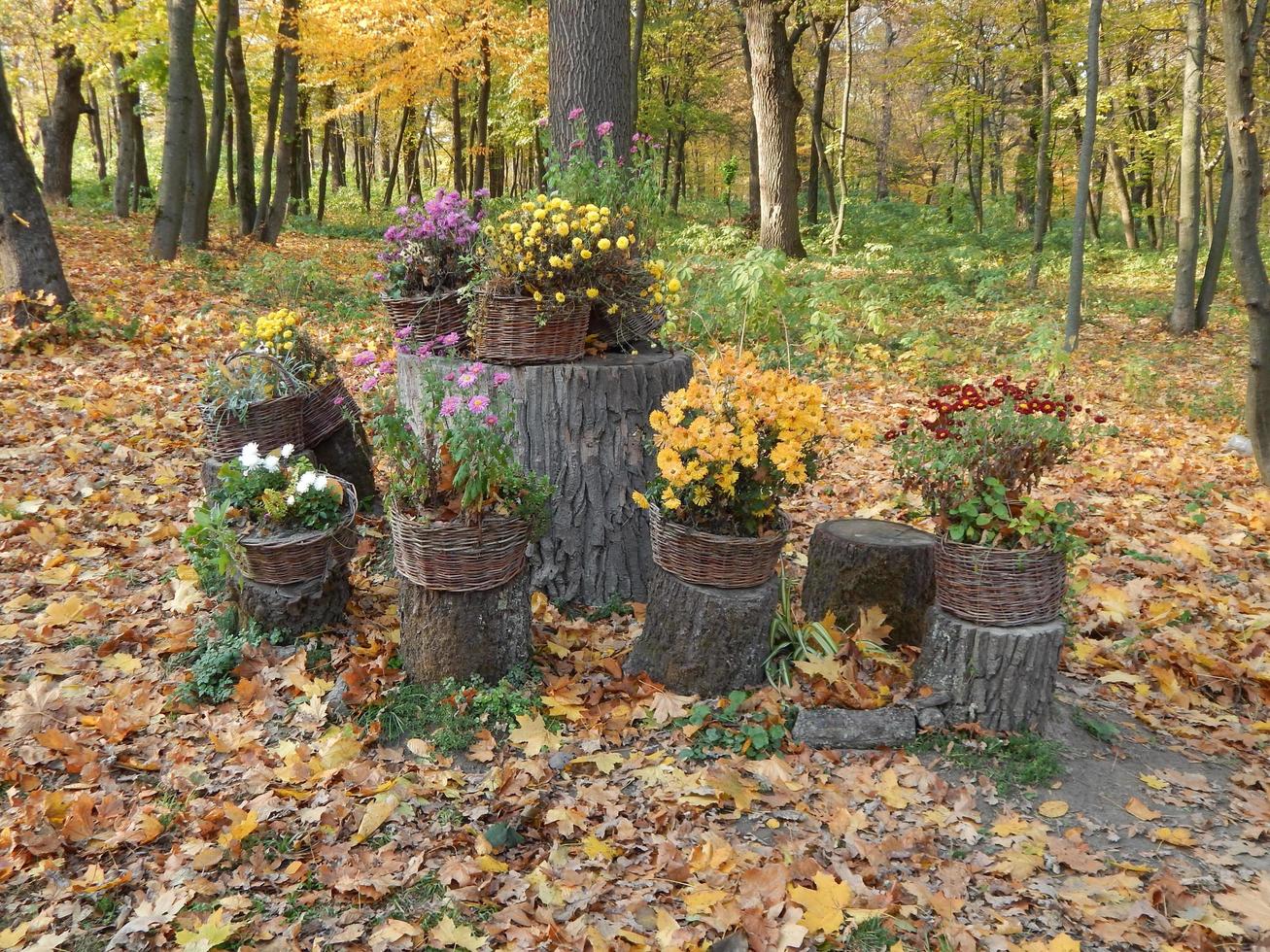 giardino paesaggistico nel parco arte foto