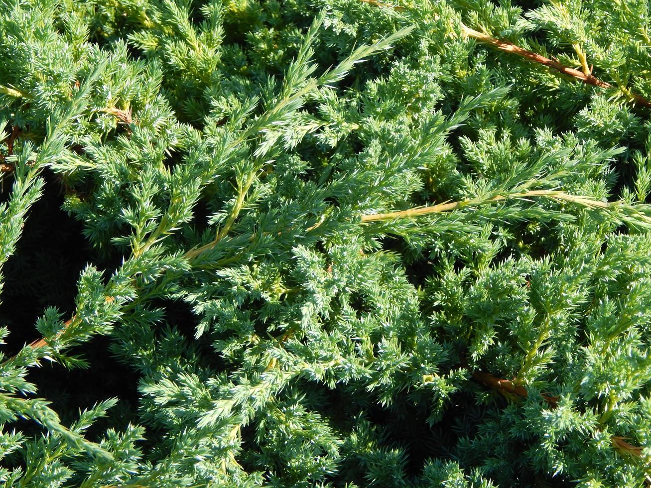 sfondo verde e il paesaggio nel parco foto