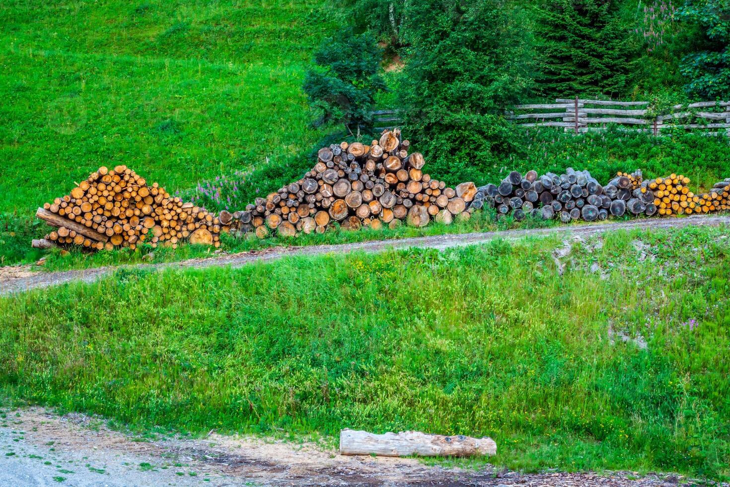 deforestato tagliare albero legna nel foresta foto