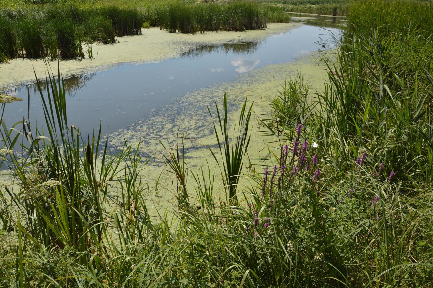 un piccolo fiume scorre ricoperto di canne e bloccato da una diga foto