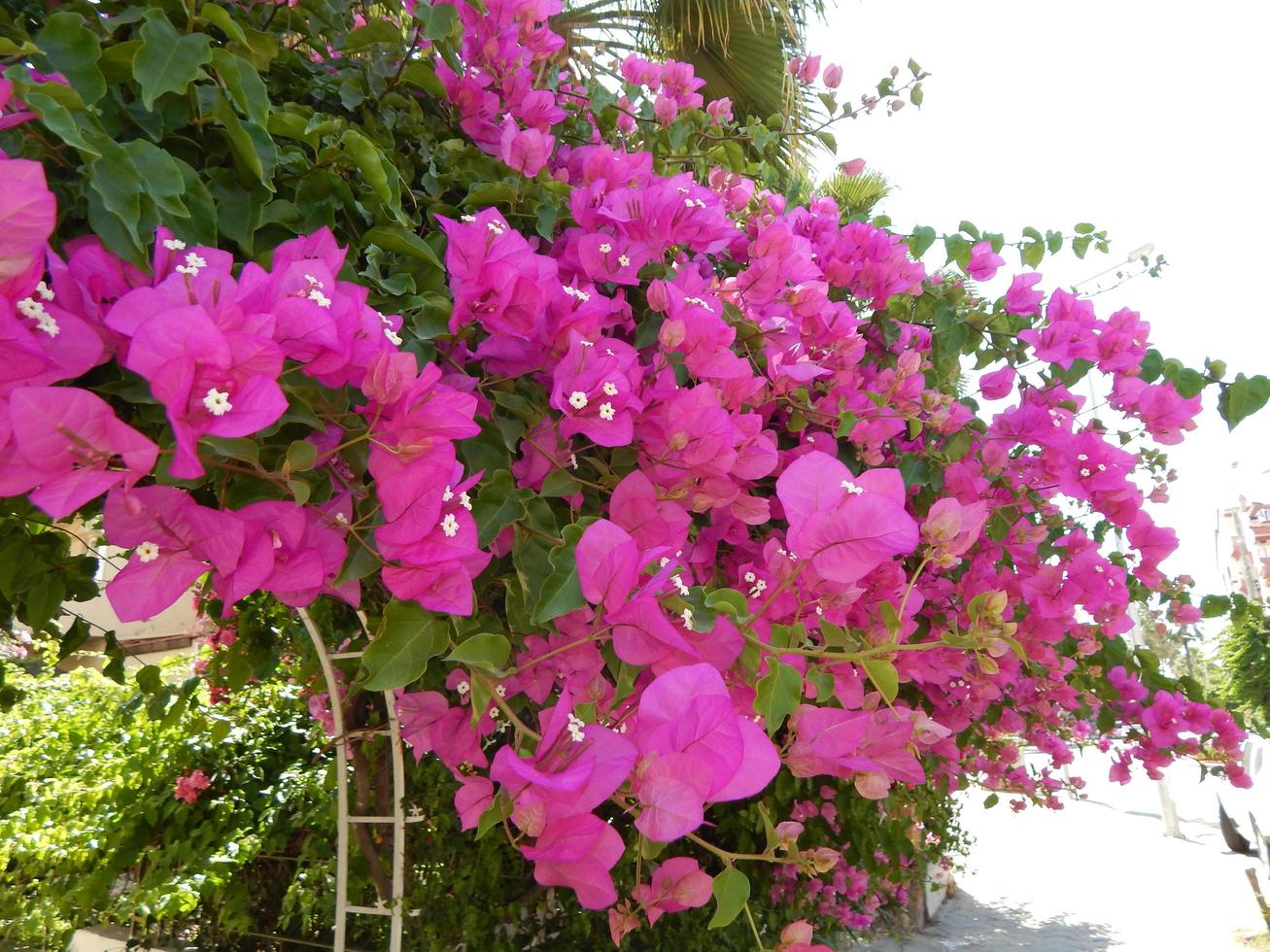 trama natura albero fiori foto