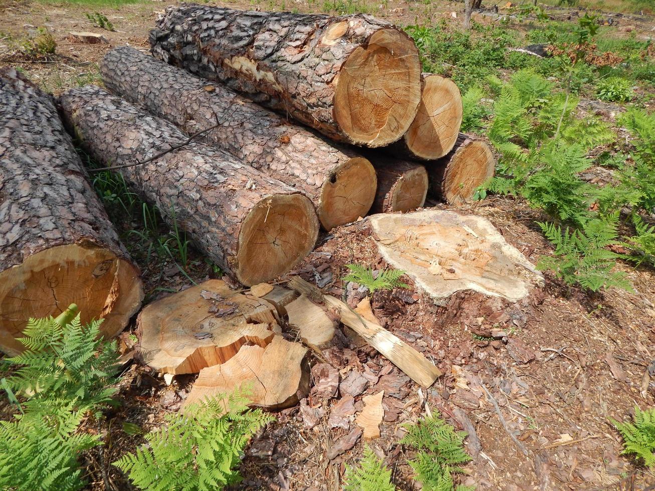 struttura di legno legname abbattimento di alberi foto