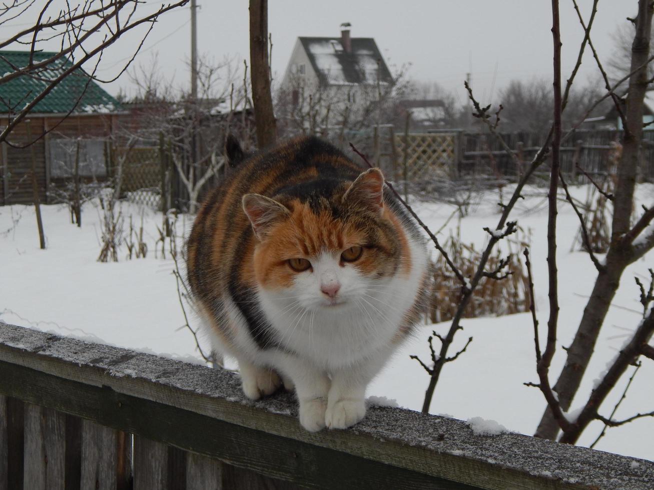 il gatto striscia sul recinto in inverno foto