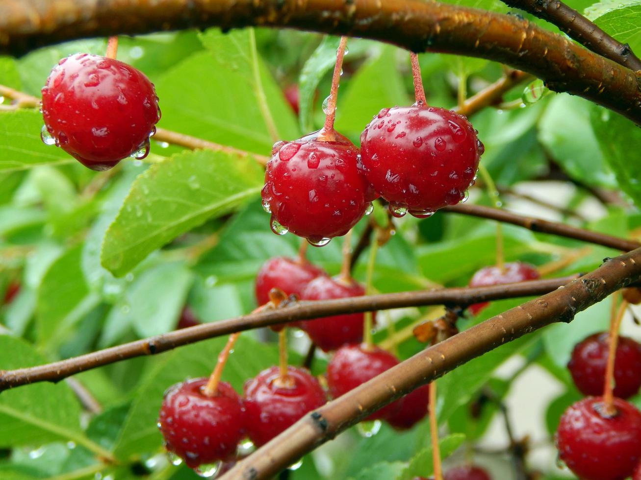 raccolta estiva di frutti e bacche nell'orto dell'orto foto